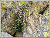 Saxifrage Florulenta Moretti